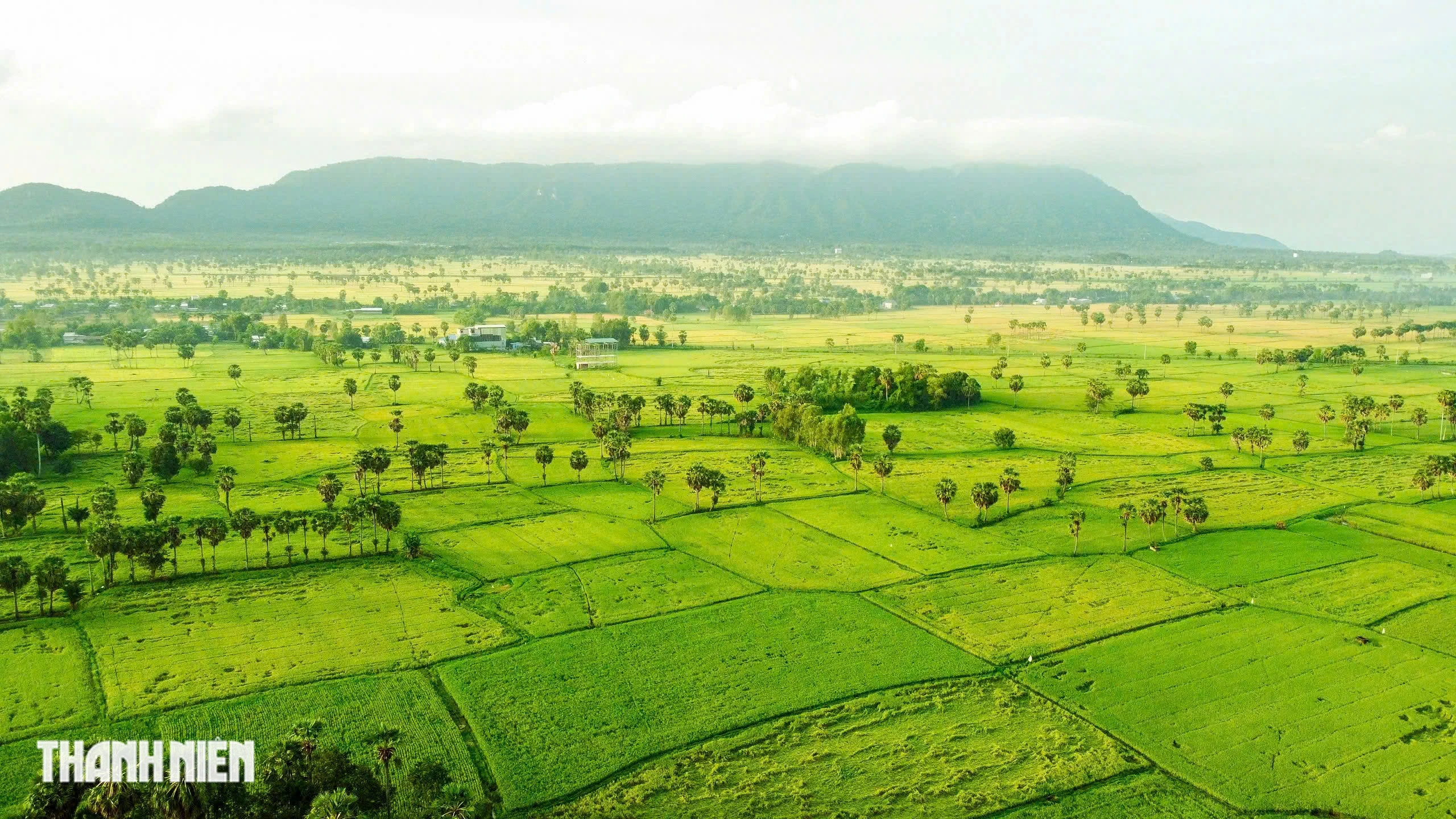 Trên cánh đồng thốt nốt An Giang vào mùa đẹp nhất trong năm
