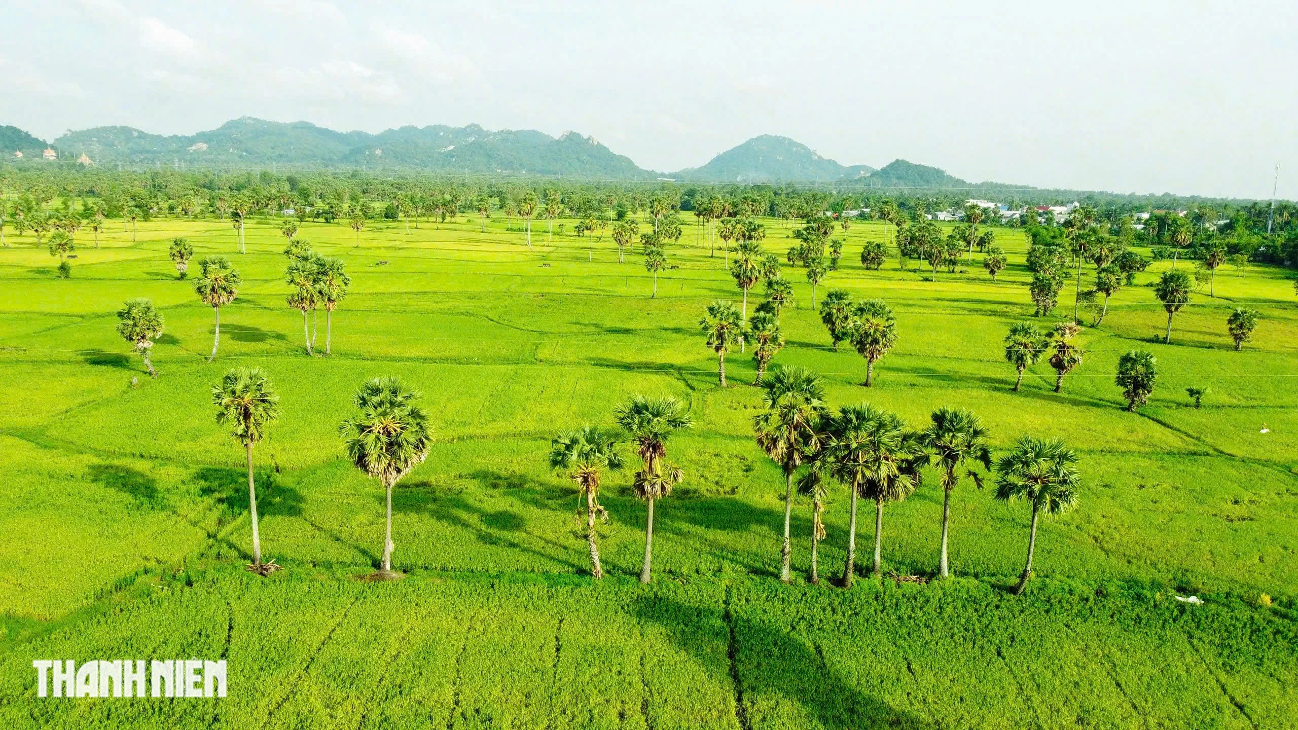 Trên cánh đồng thốt nốt An Giang vào mùa đẹp nhất trong năm