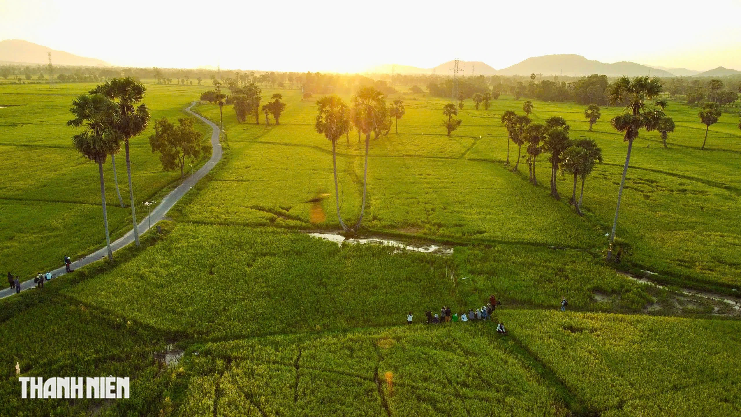 Trên cánh đồng thốt nốt An Giang vào mùa đẹp nhất trong năm