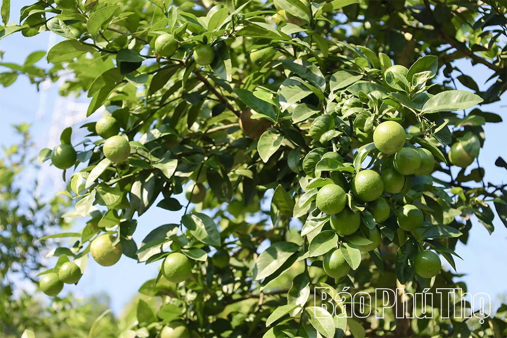 Làm giàu từ những đồi chanh ở Lâm Sinh