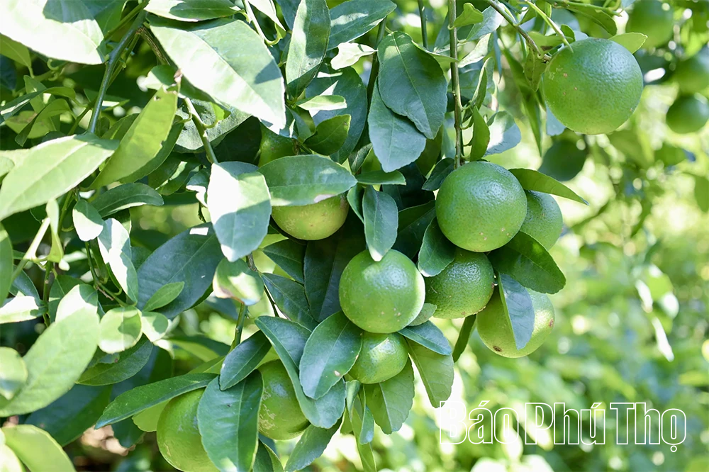 Làm giàu từ những đồi chanh ở Lâm Sinh