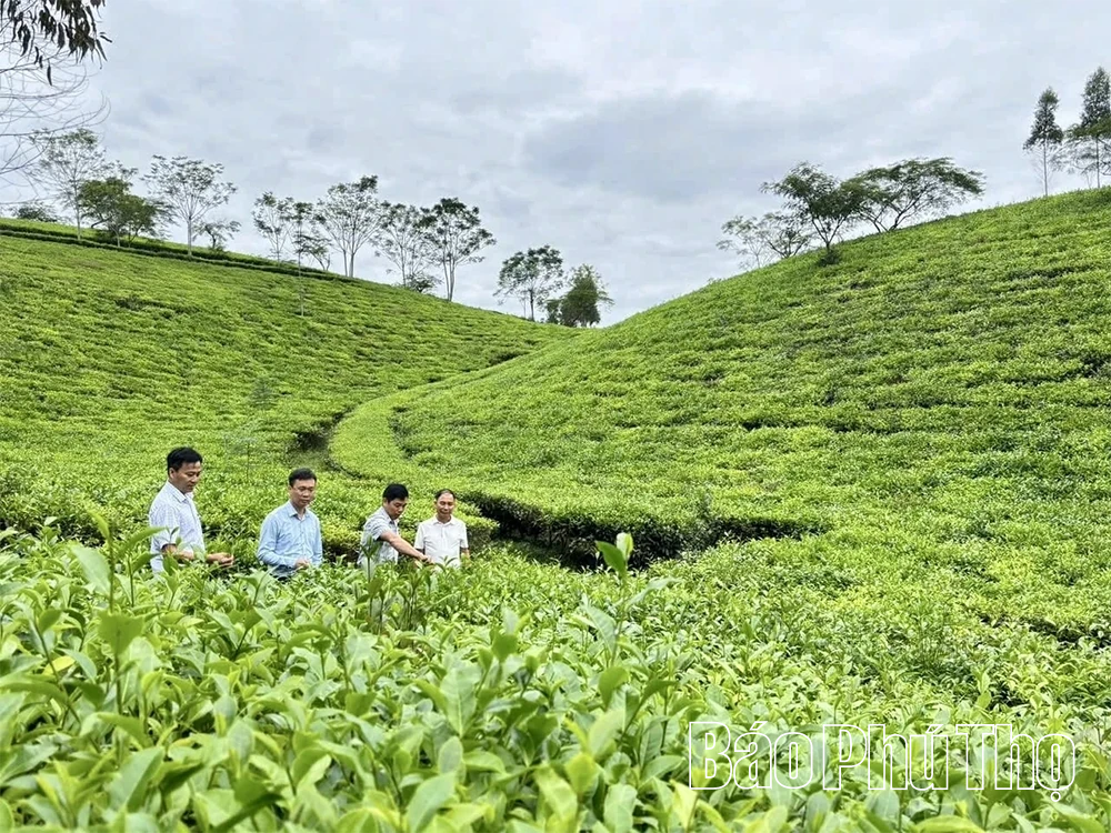 Làm giàu từ những đồi chanh ở Lâm Sinh