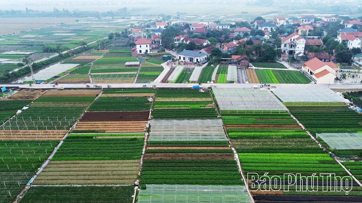 Hối hả trên đồng Tứ Xã