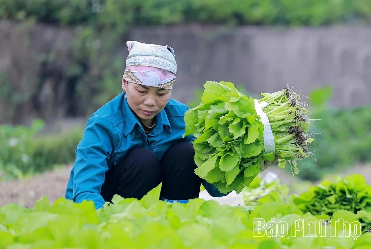 Hối hả trên đồng Tứ Xã