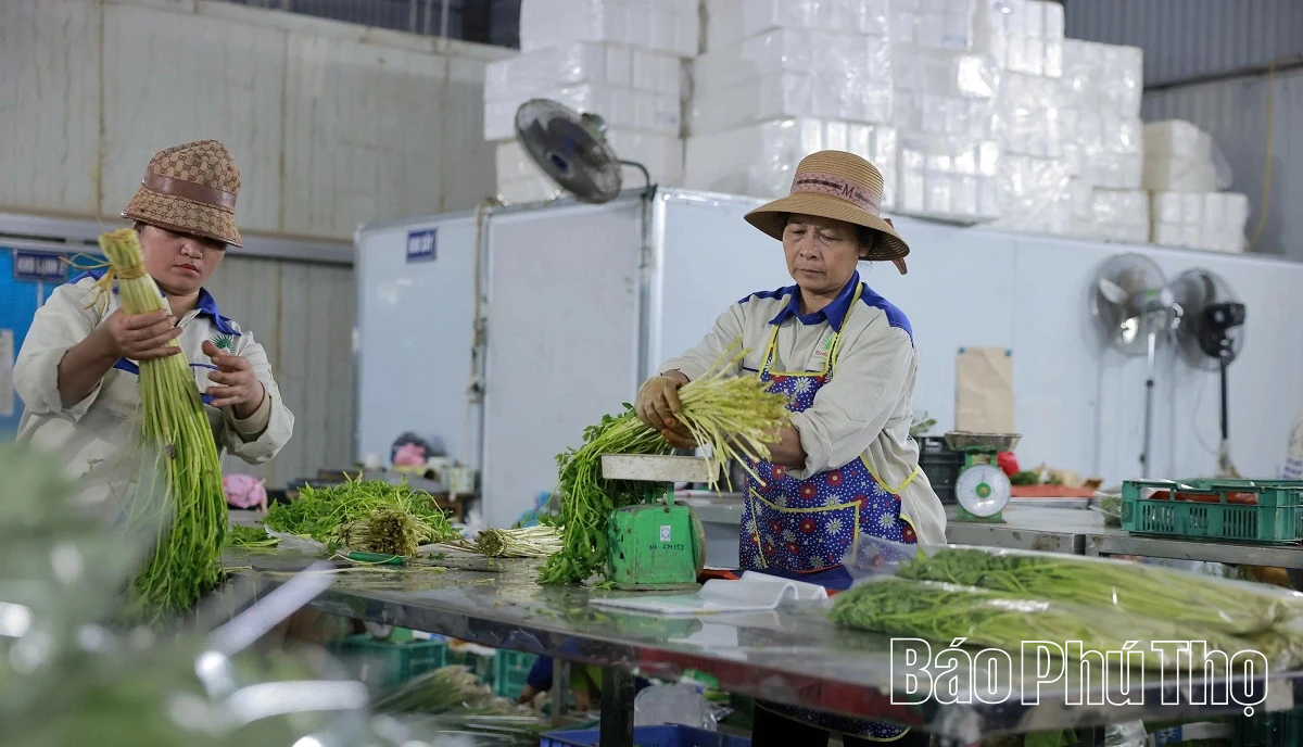 Hối hả trên đồng Tứ Xã