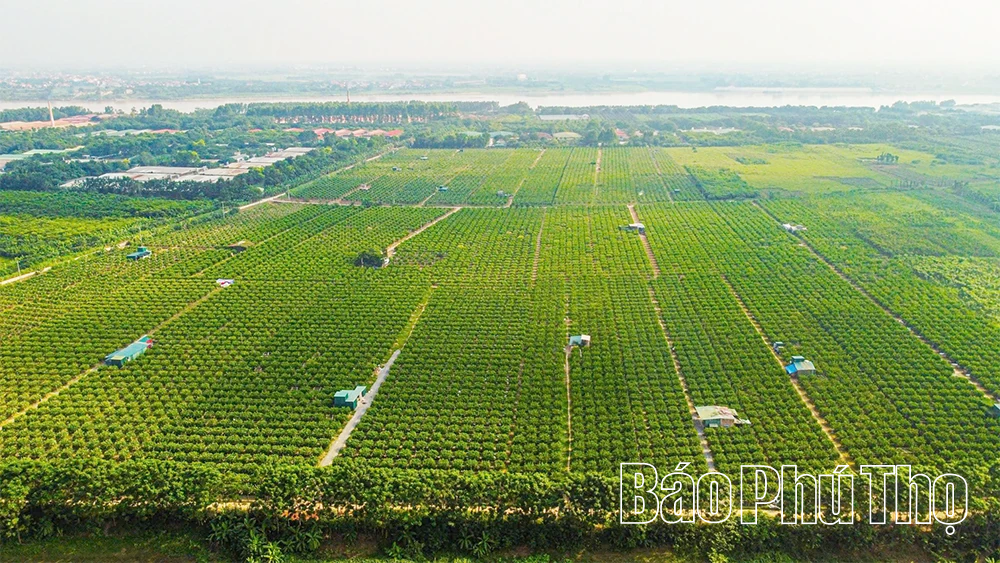 Phật thủ mở hướng làm giàu