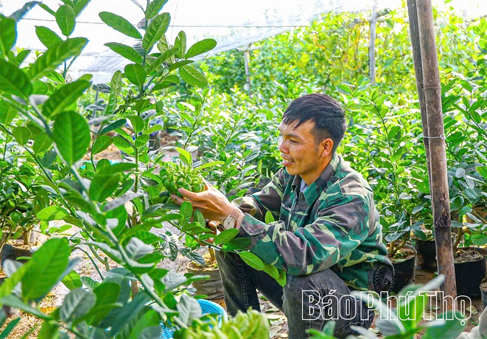 Phật thủ mở hướng làm giàu