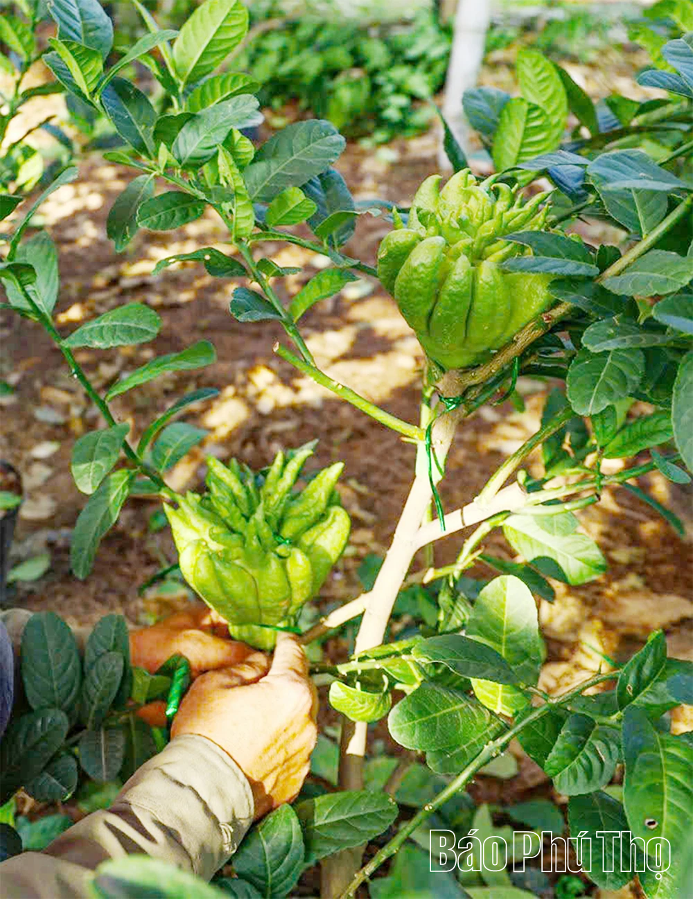 Phật thủ mở hướng làm giàu