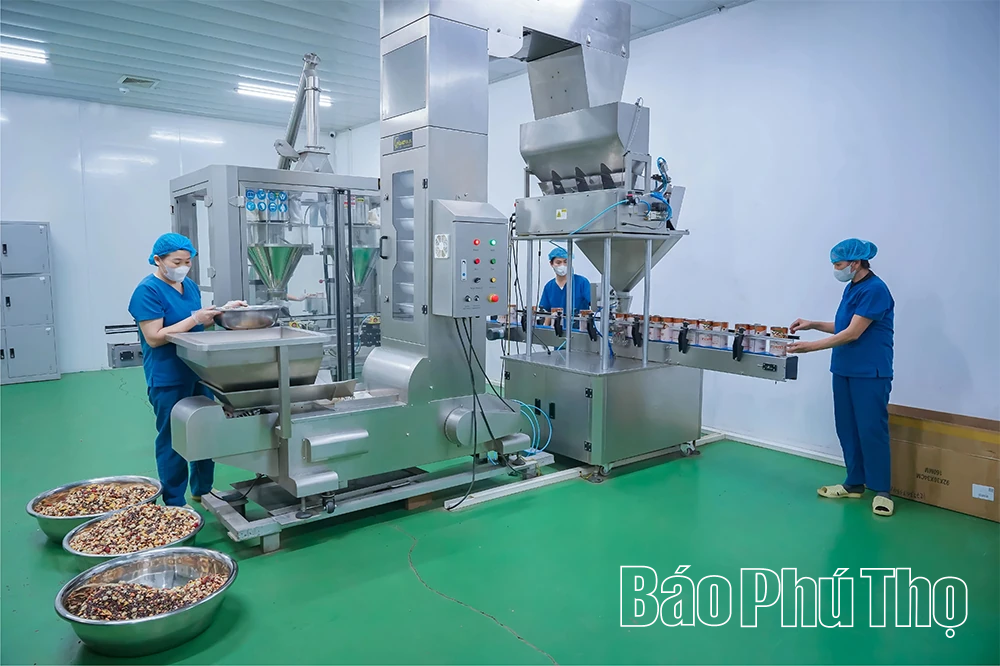 Trà Quê Việt - Sản phẩm thuần nông đạt tiêu chuẩn OCOP