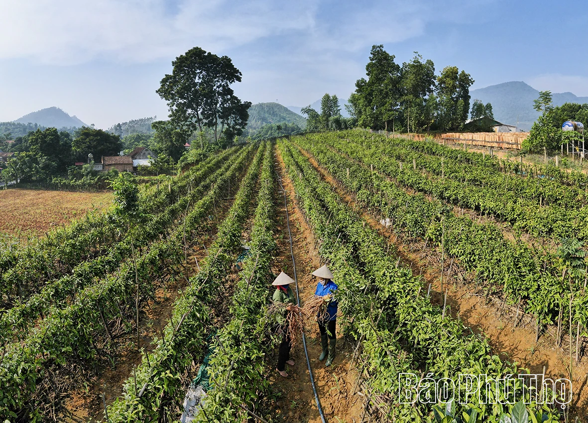 Ba kích tím - Cây dược liệu mở hướng thoát nghèo bền vững