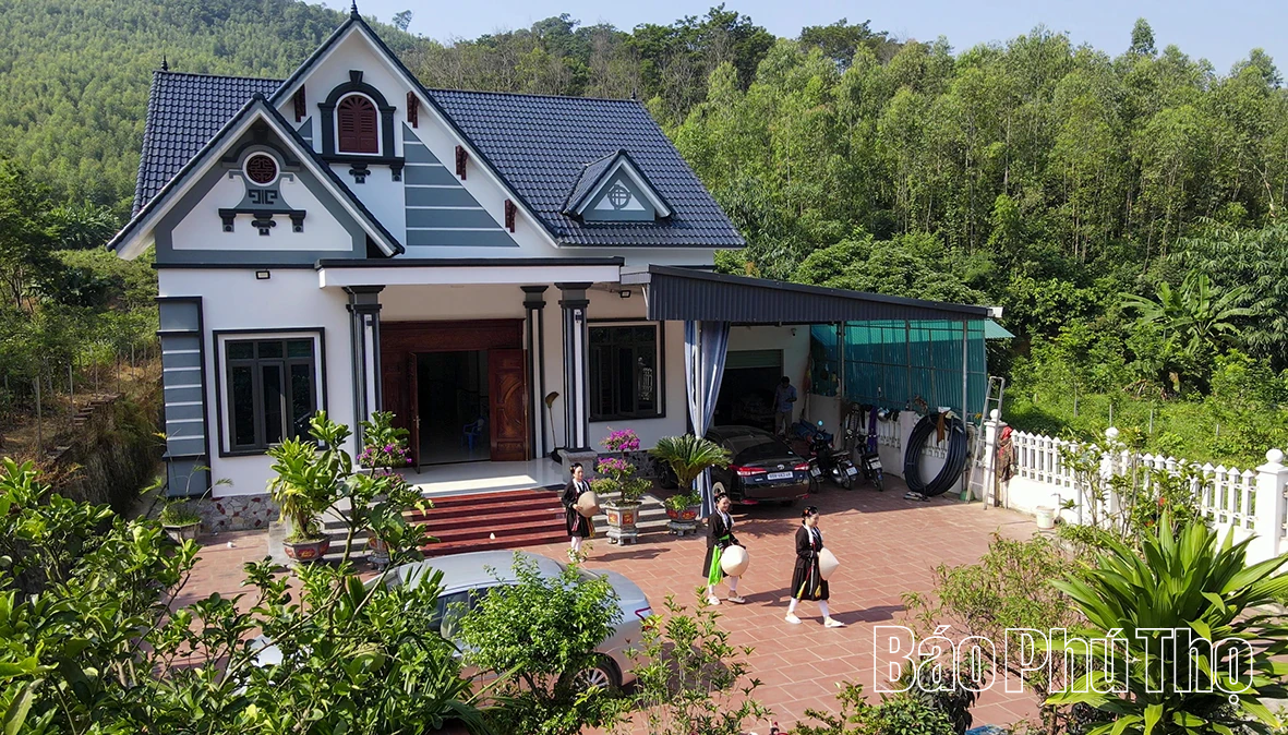 Ba kích tím - Cây dược liệu mở hướng thoát nghèo bền vững