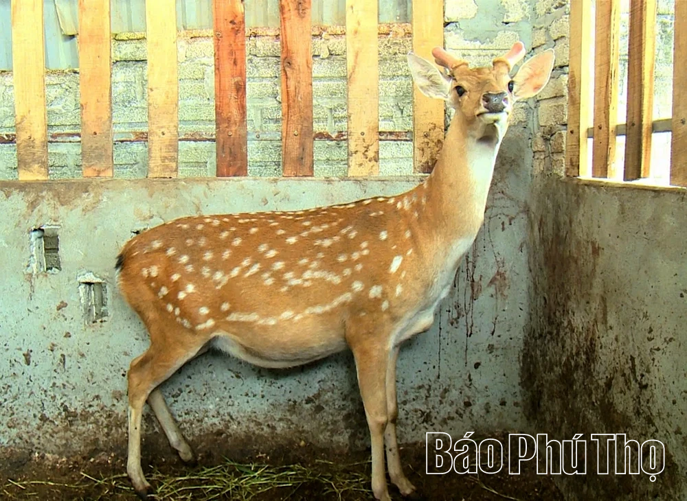 Đánh thức vùng đất khó từ mô hình chăn nuôi hươu liên kết