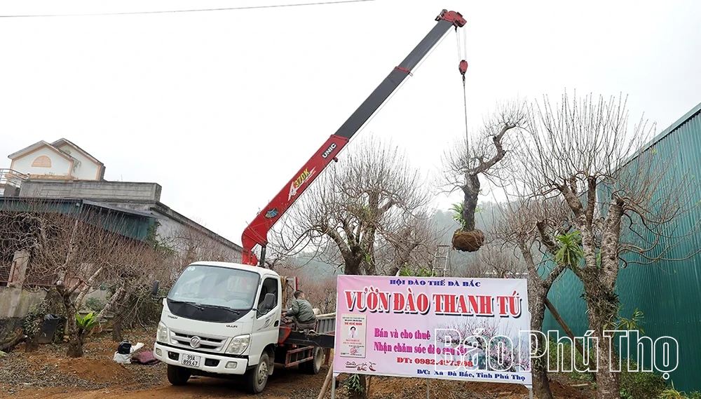 Vùng cao Đà Bắc tất bật chuẩn bị vụ đào Tết
