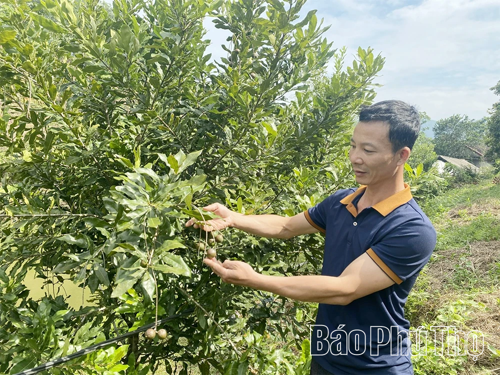 “Quả vàng” đánh thức đất cằn