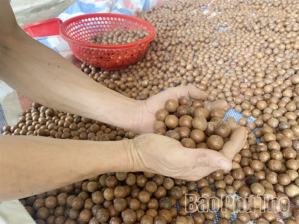 “Quả vàng” đánh thức đất cằn