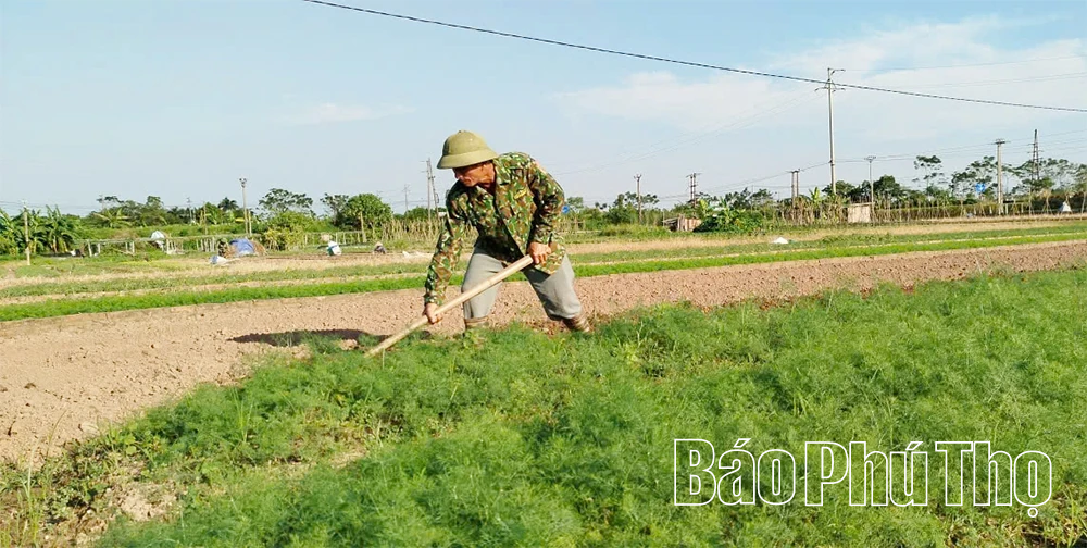 Tăng cường sử dụng phân bón hữu cơ để bảo vệ đất