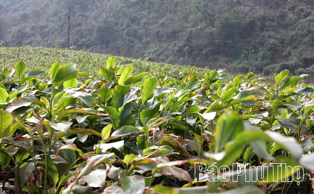 Dong riềng vào vụ, Cao Sơn thêm mùa hy vọng