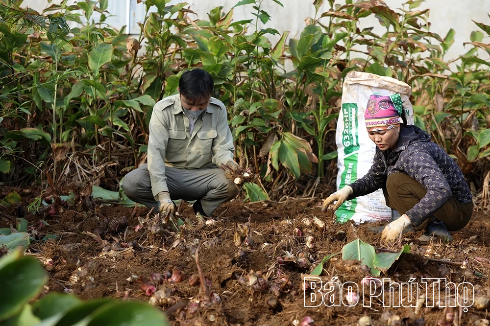 Dong riềng vào vụ, Cao Sơn thêm mùa hy vọng