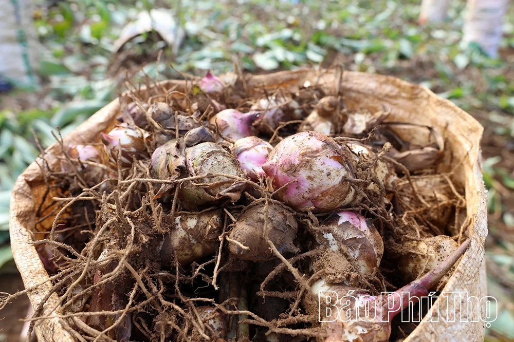 Dong riềng vào vụ, Cao Sơn thêm mùa hy vọng
