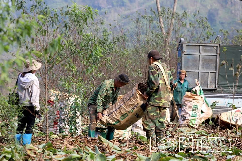 Dong riềng vào vụ, Cao Sơn thêm mùa hy vọng