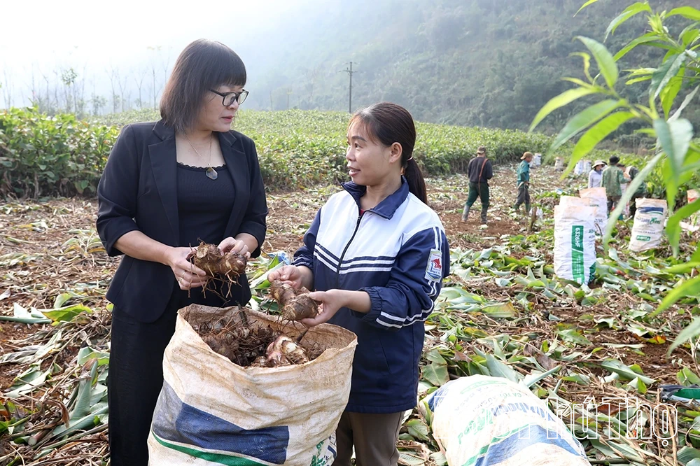 Dong riềng vào vụ, Cao Sơn thêm mùa hy vọng