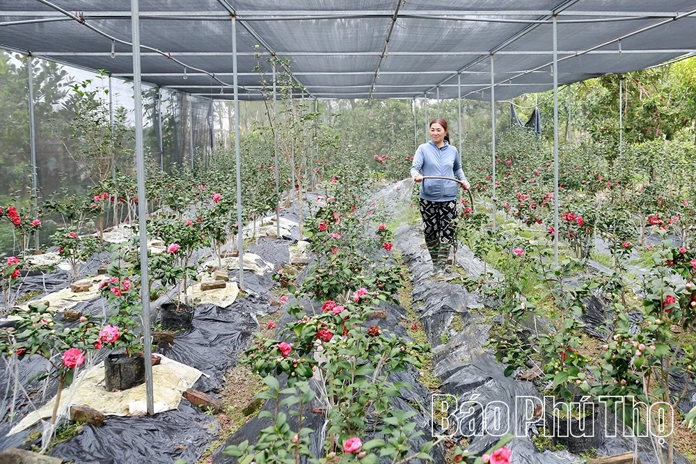 Hiệu quả mô hình “nông dân giúp nhau phát triển kinh tế” ở xã Tề Lỗ