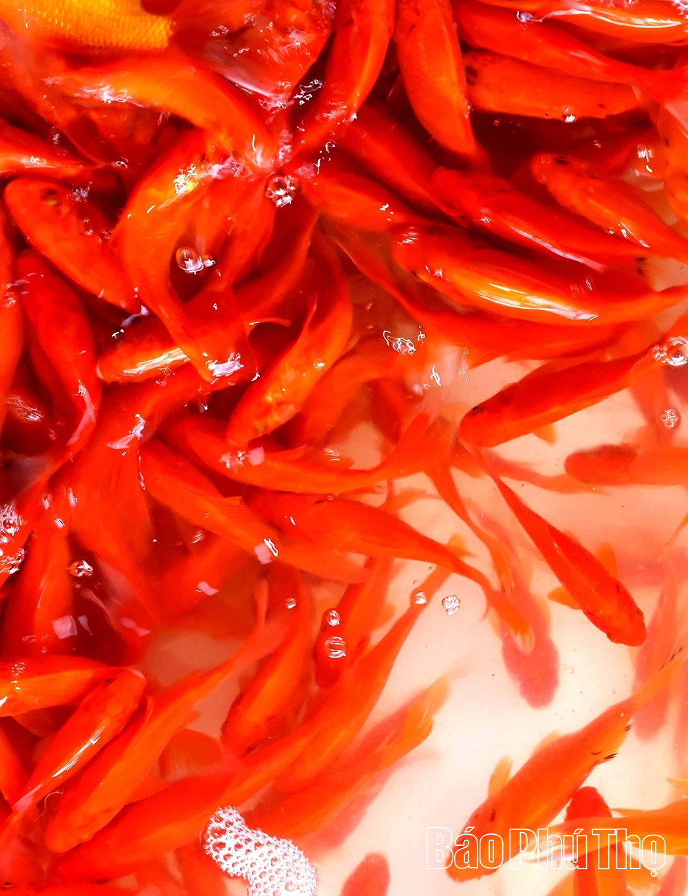 Sắm “xế đỏ” tiễn táo quân