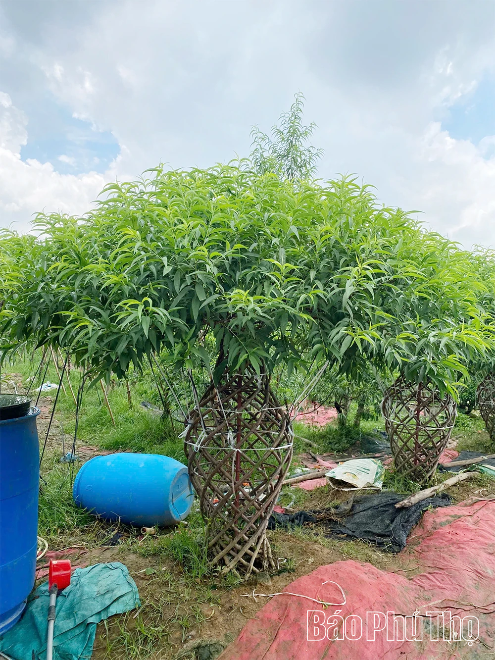 Độc đáo đào thế hình lục bình