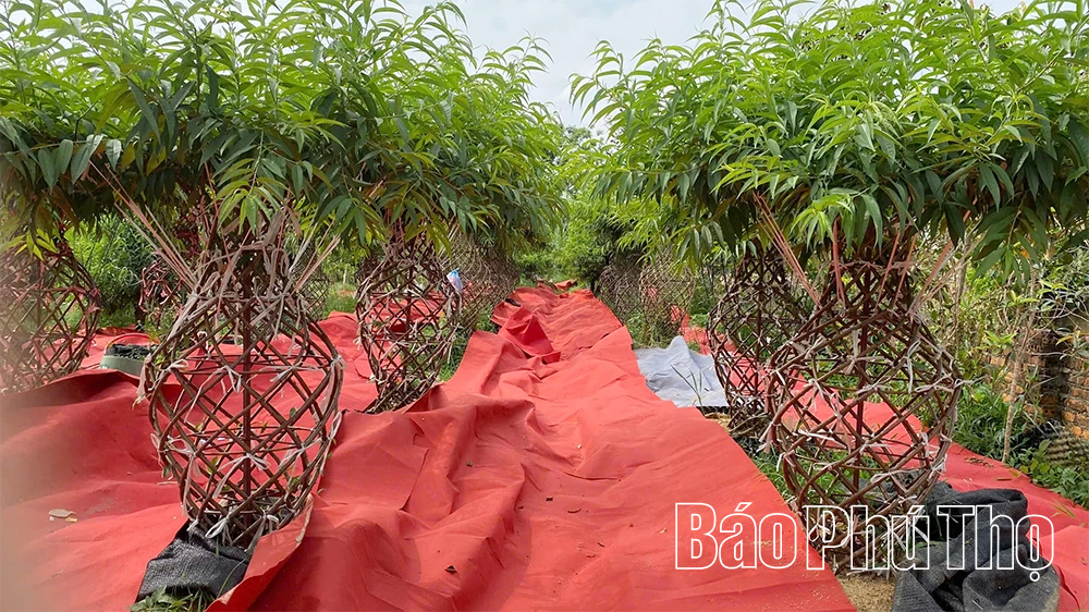 Độc đáo đào thế hình lục bình