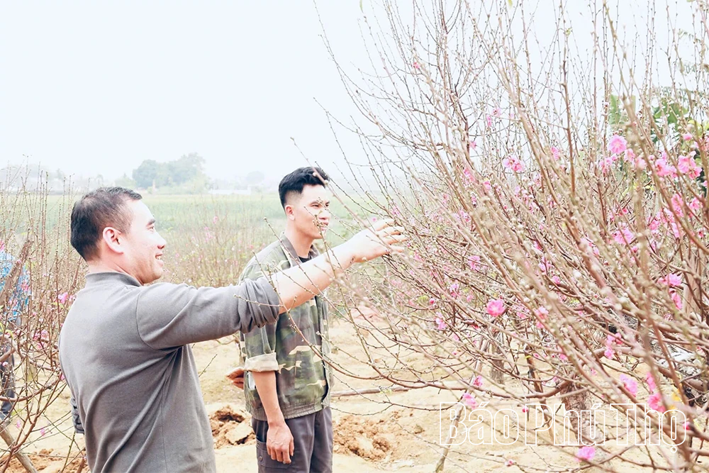 Độc đáo đào thế hình lục bình