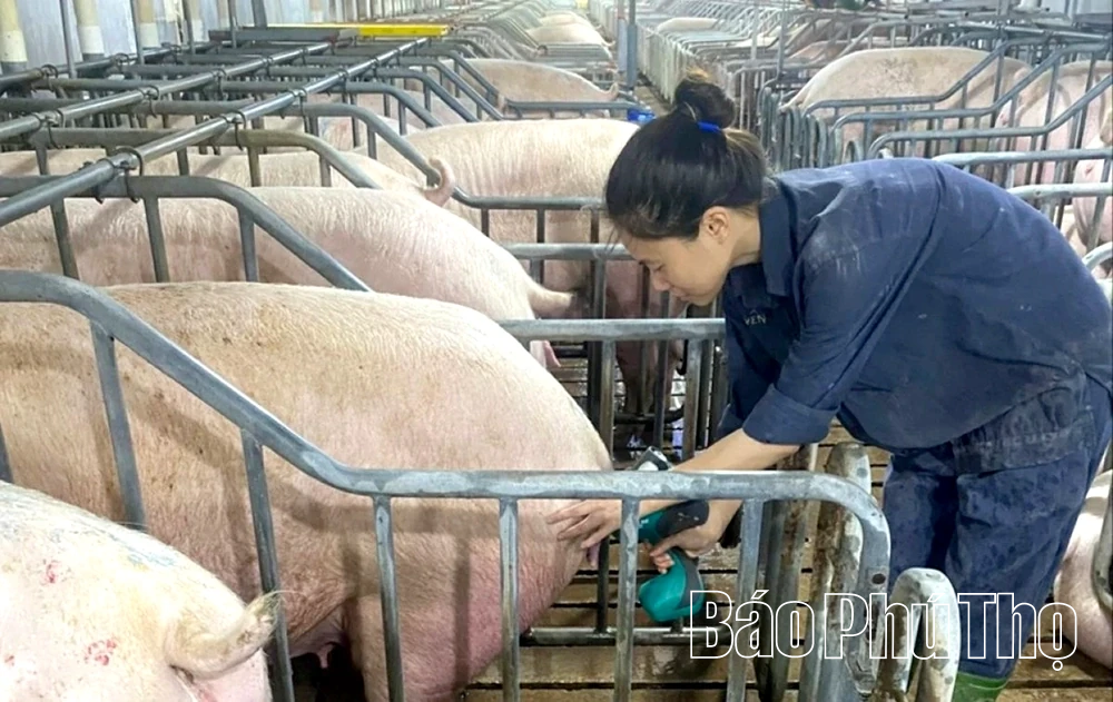 Xã hội hóa tiêm phòng giúp phát triển chăn nuôi bền vững