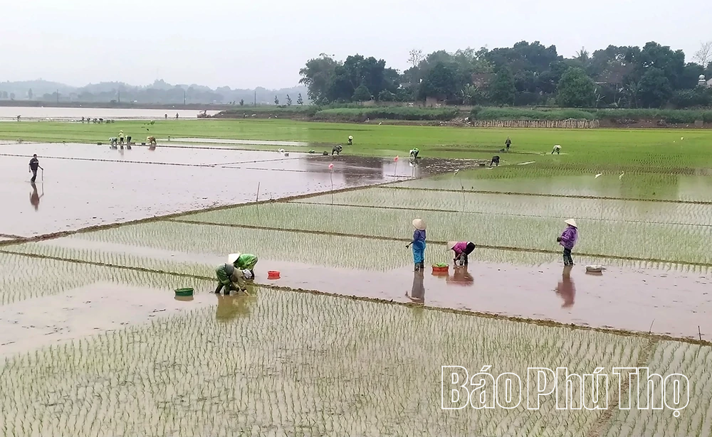 Xuống đồng đầu năm