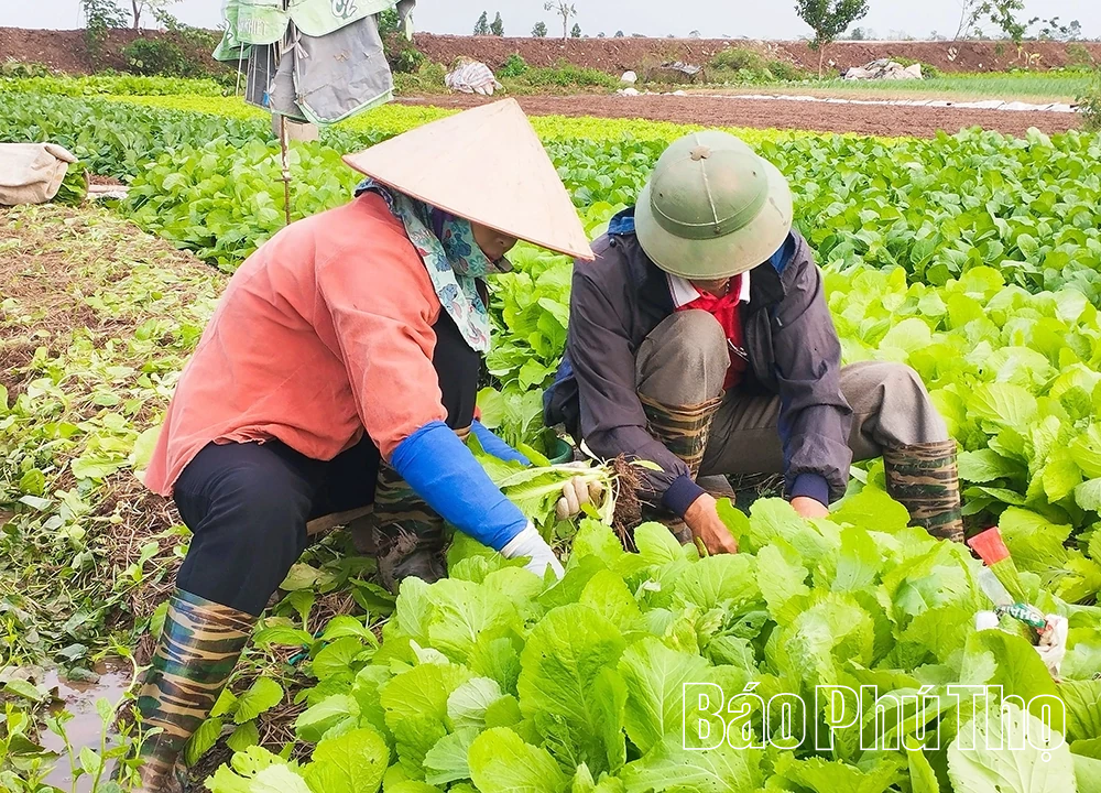Xuống đồng đầu năm