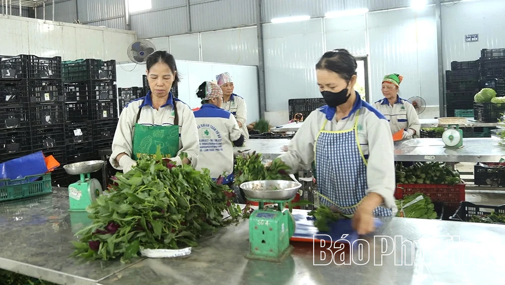 Xuống đồng đầu năm