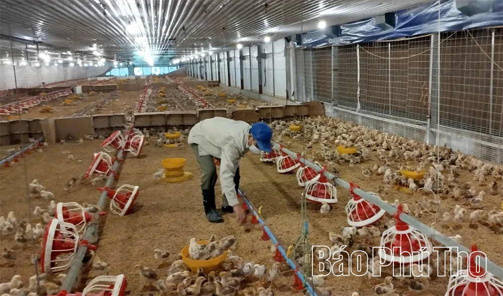 Sử dụng công nghệ, tiến bộ kỹ thuật trong chăn nuôi tập trung