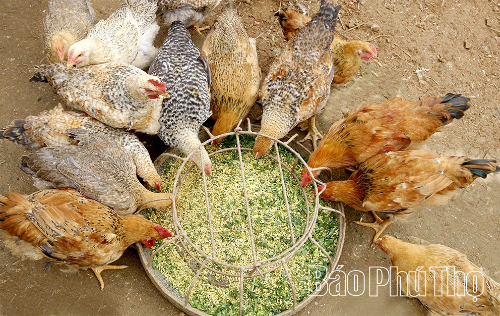 Hỗ trợ chăn nuôi giống gà quý trong truyền thuyết Sơn Tinh, Thủy Tinh