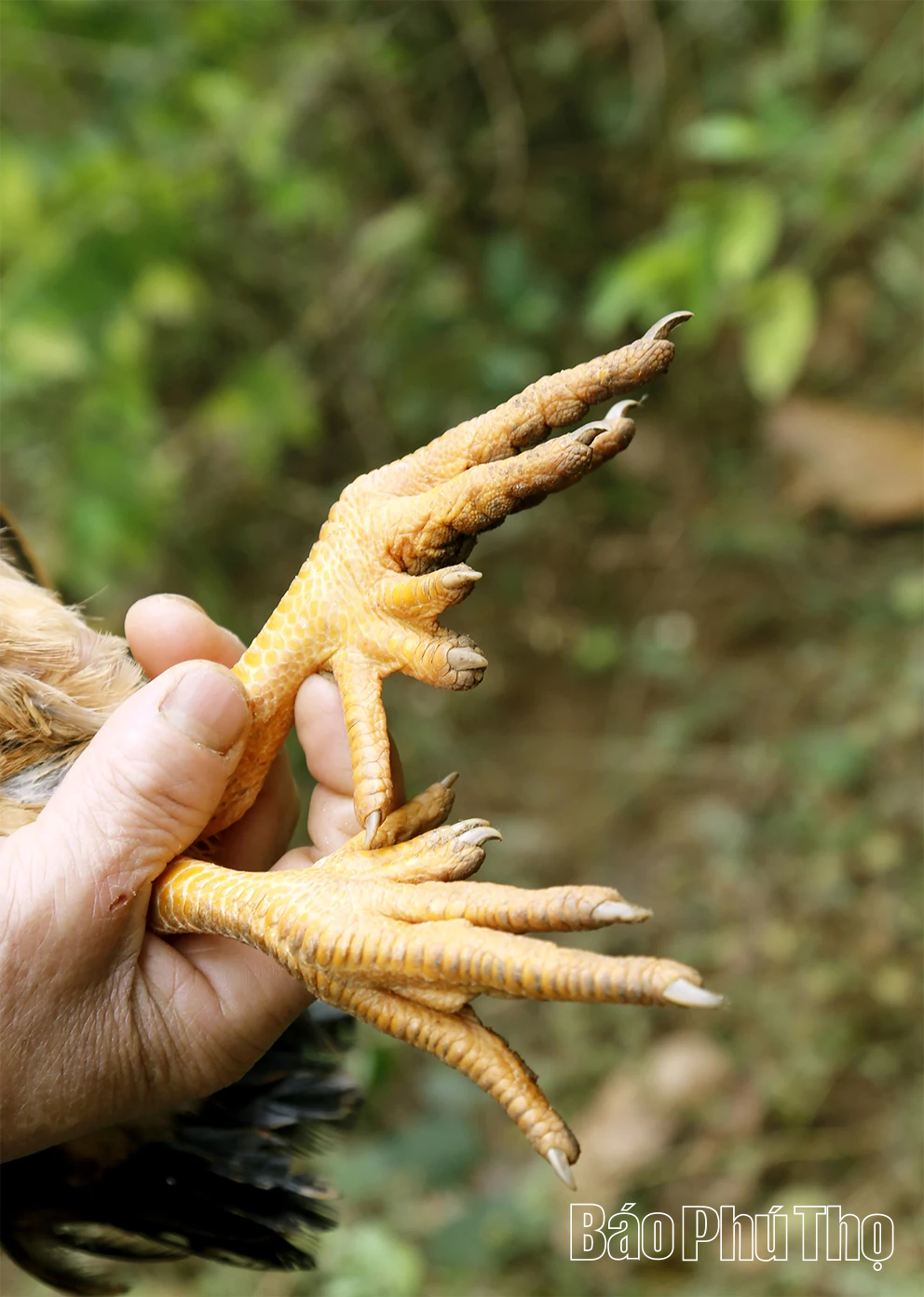 Hỗ trợ chăn nuôi giống gà quý trong truyền thuyết Sơn Tinh, Thủy Tinh
