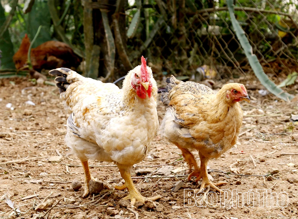 Hỗ trợ chăn nuôi giống gà quý trong truyền thuyết Sơn Tinh, Thủy Tinh