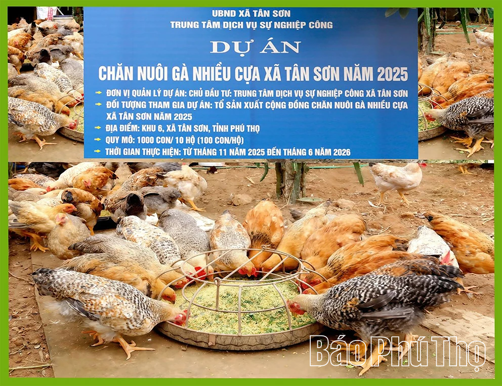 Hỗ trợ chăn nuôi giống gà quý trong truyền thuyết Sơn Tinh, Thủy Tinh