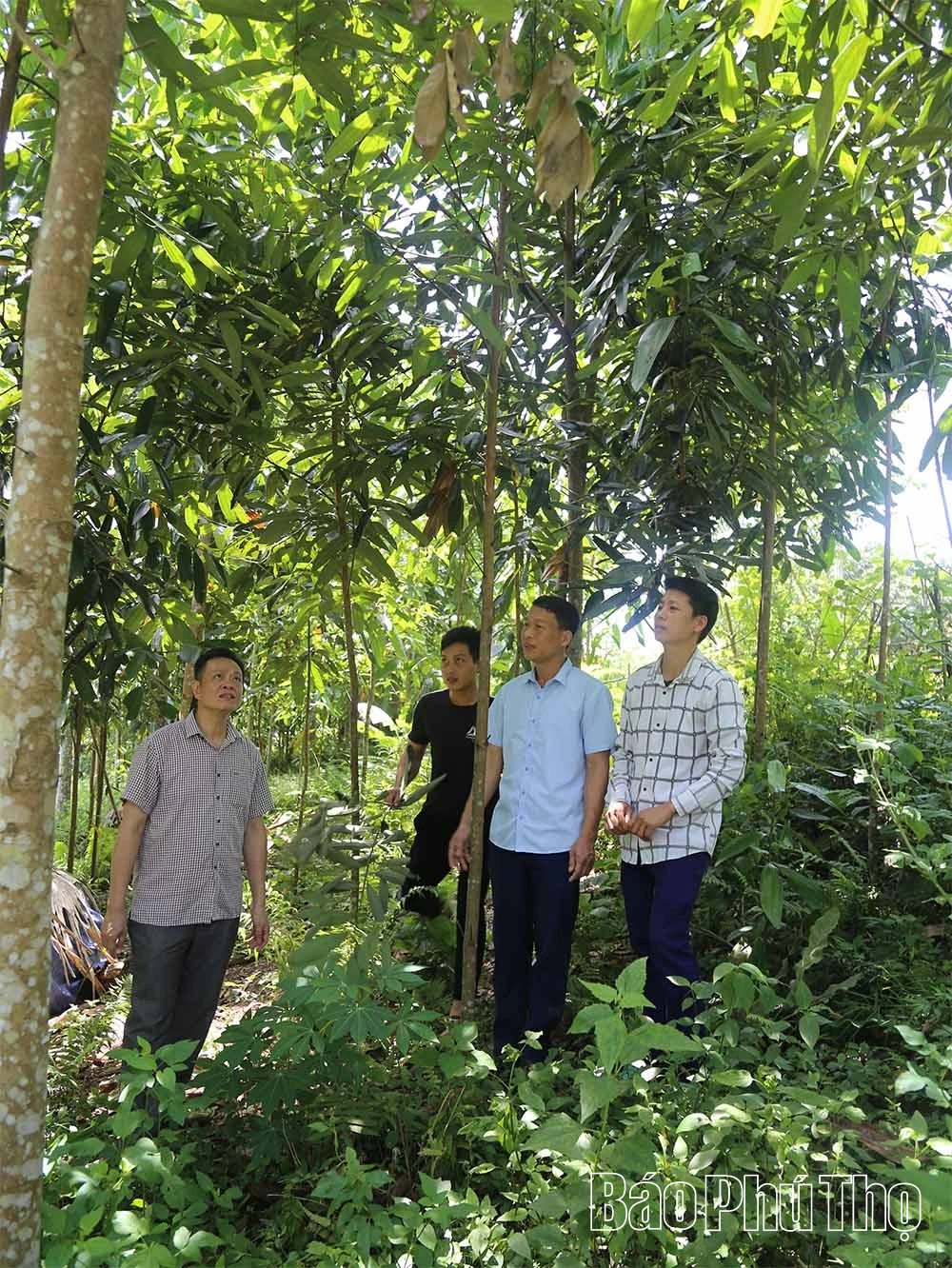 Miền xanh Thu Cúc