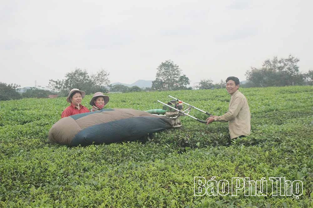 Miền xanh Thu Cúc
