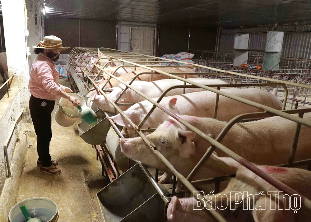 Giá thức ăn chăn nuôi tăng - giá lợn hơi giảm mạnh