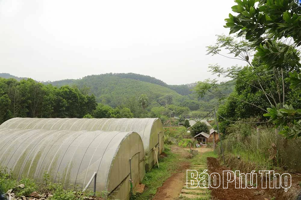 Nông trại xanh từ quyết định ngược dòng