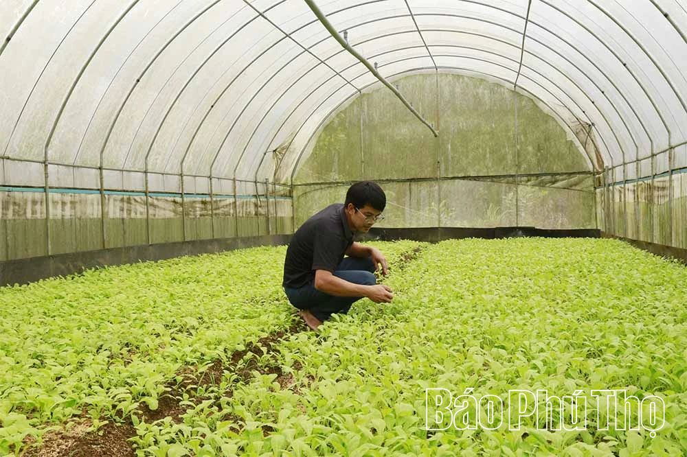 Nông trại xanh từ quyết định ngược dòng