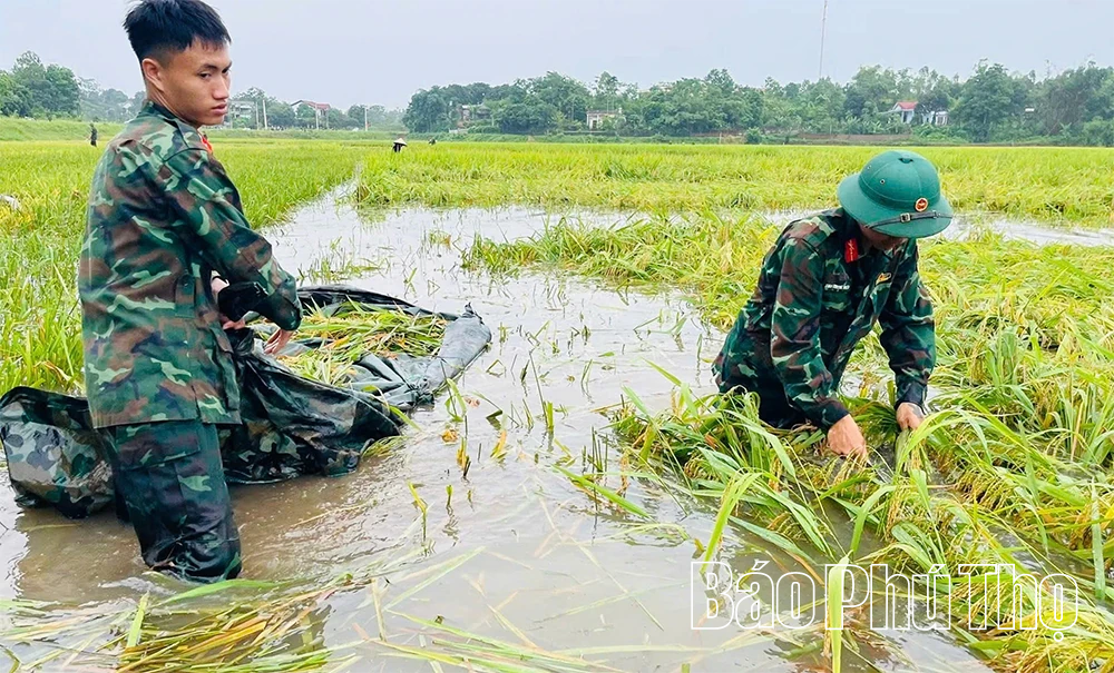 Cán bộ, chiến sĩ Lữ đoàn 168 giúp dân “cứu” lúa ngập
