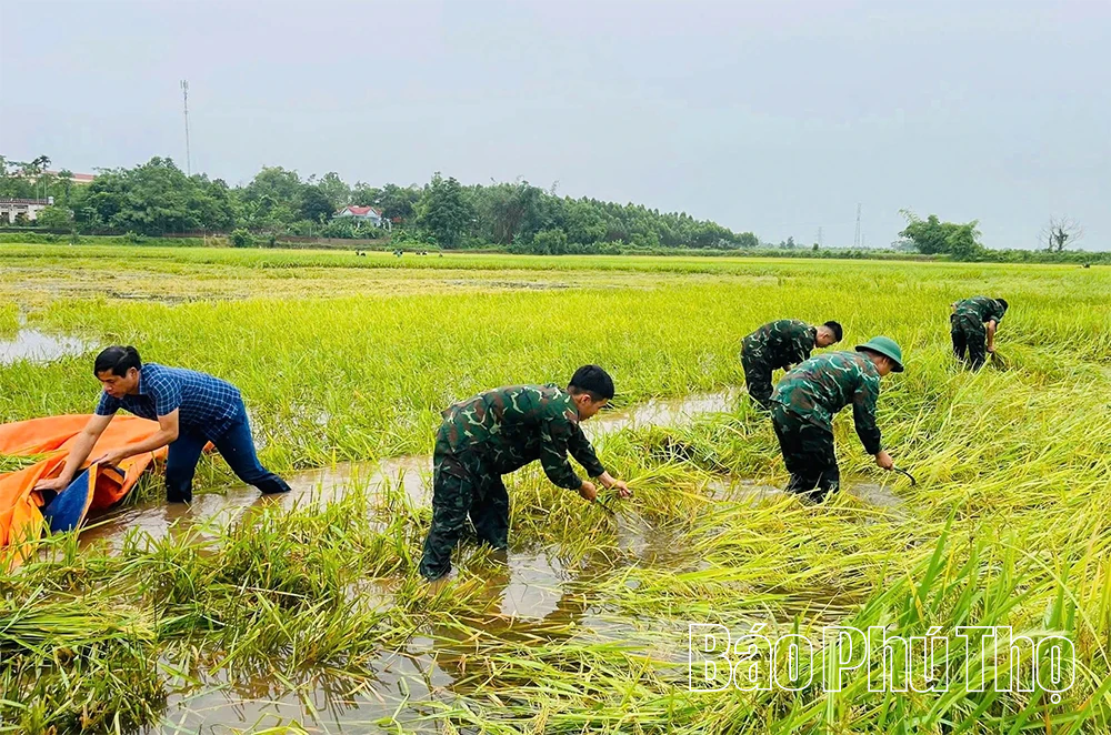 Cán bộ, chiến sĩ Lữ đoàn 168 giúp dân “cứu” lúa ngập