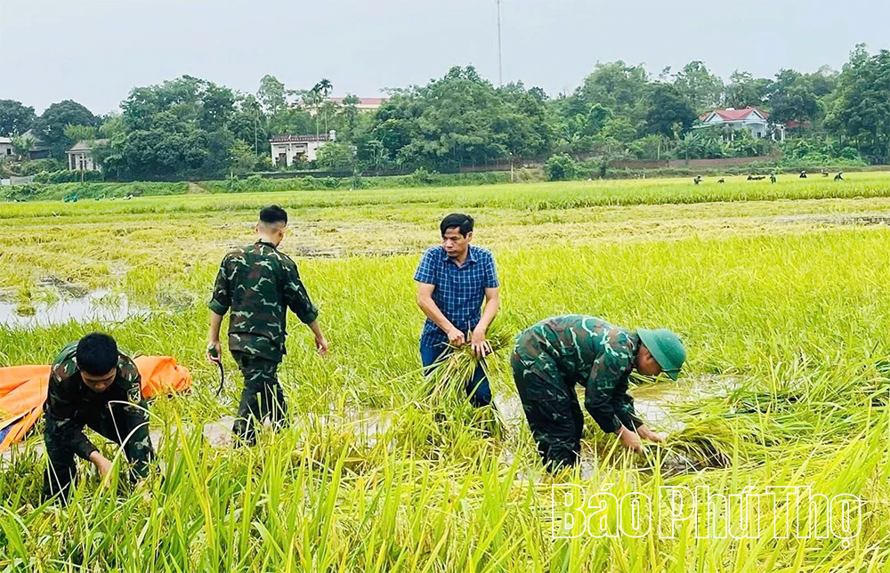 Cán bộ, chiến sĩ Lữ đoàn 168 giúp dân “cứu” lúa ngập