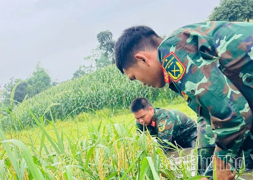 Cán bộ, chiến sĩ Lữ đoàn 168 giúp dân “cứu” lúa ngập