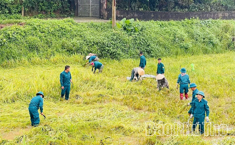 Cán bộ, chiến sĩ Lữ đoàn 168 giúp dân “cứu” lúa ngập