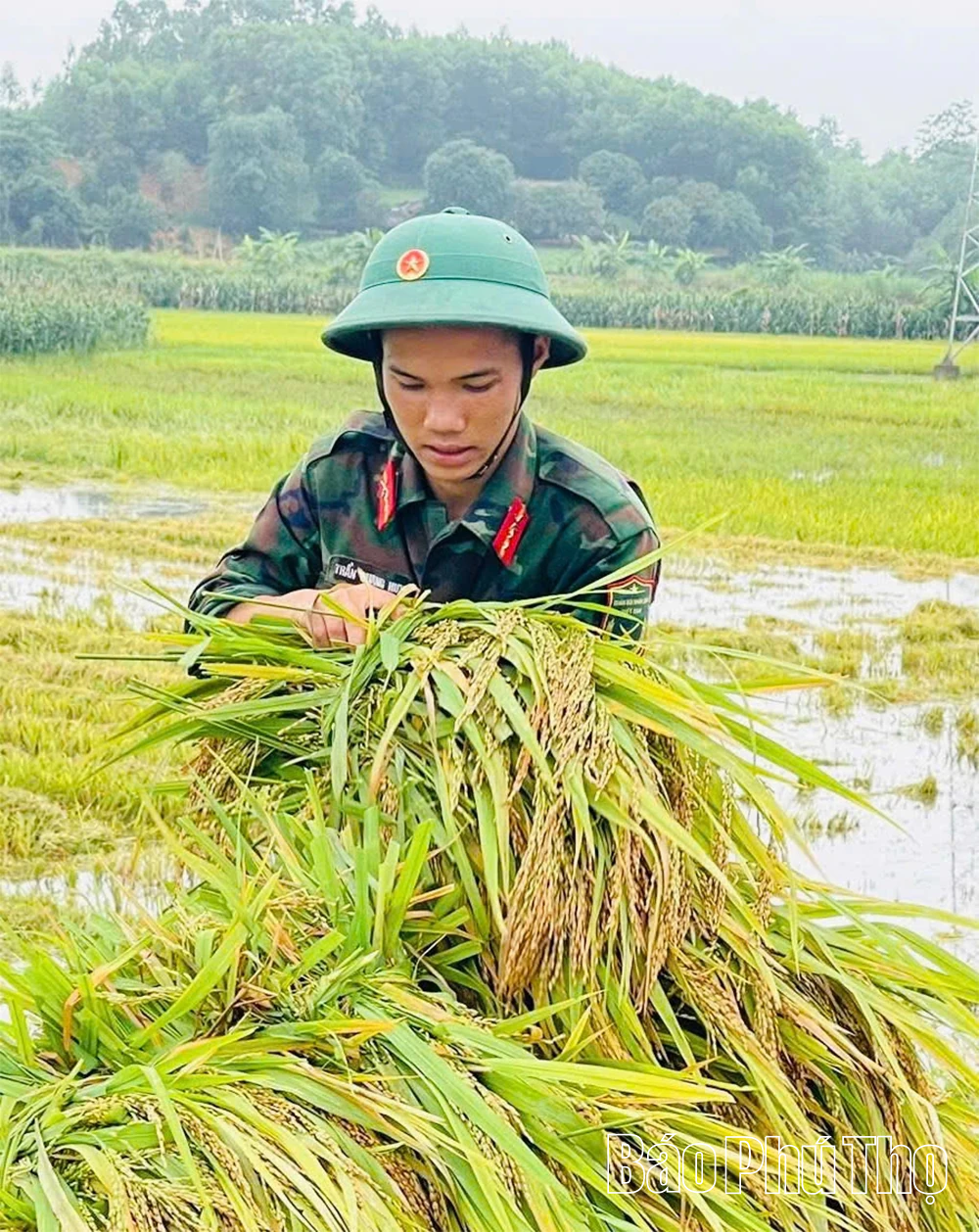 Cán bộ, chiến sĩ Lữ đoàn 168 giúp dân “cứu” lúa ngập